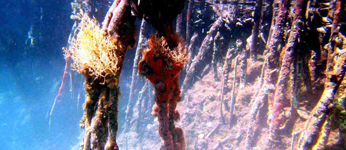 St. John Snorkeling Secret