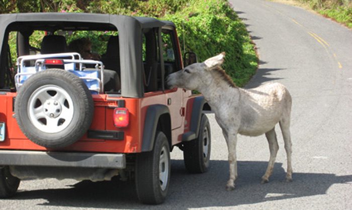 Rental Jeep, Meet Donkey!