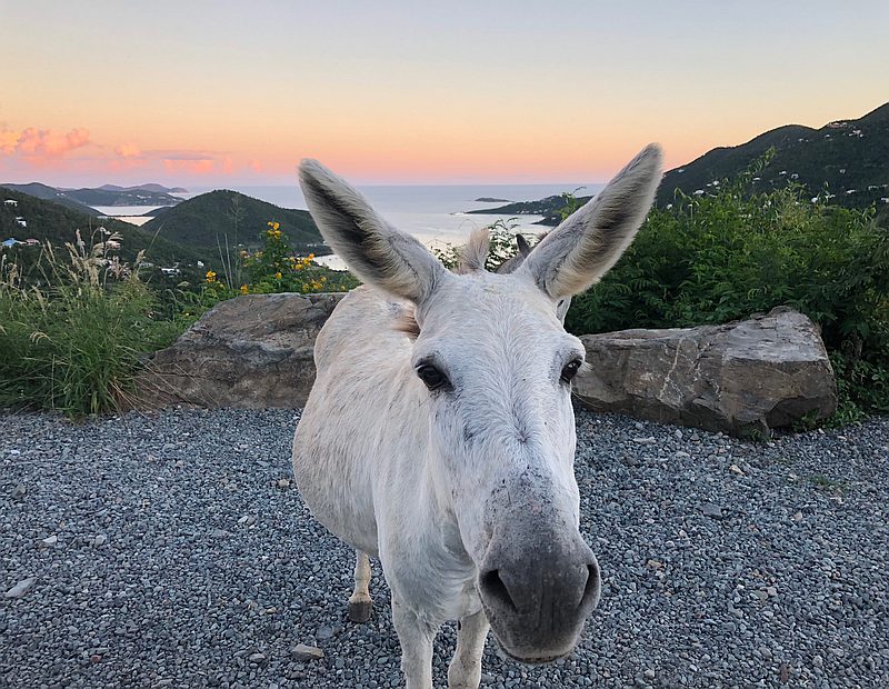 donkey in coral bay