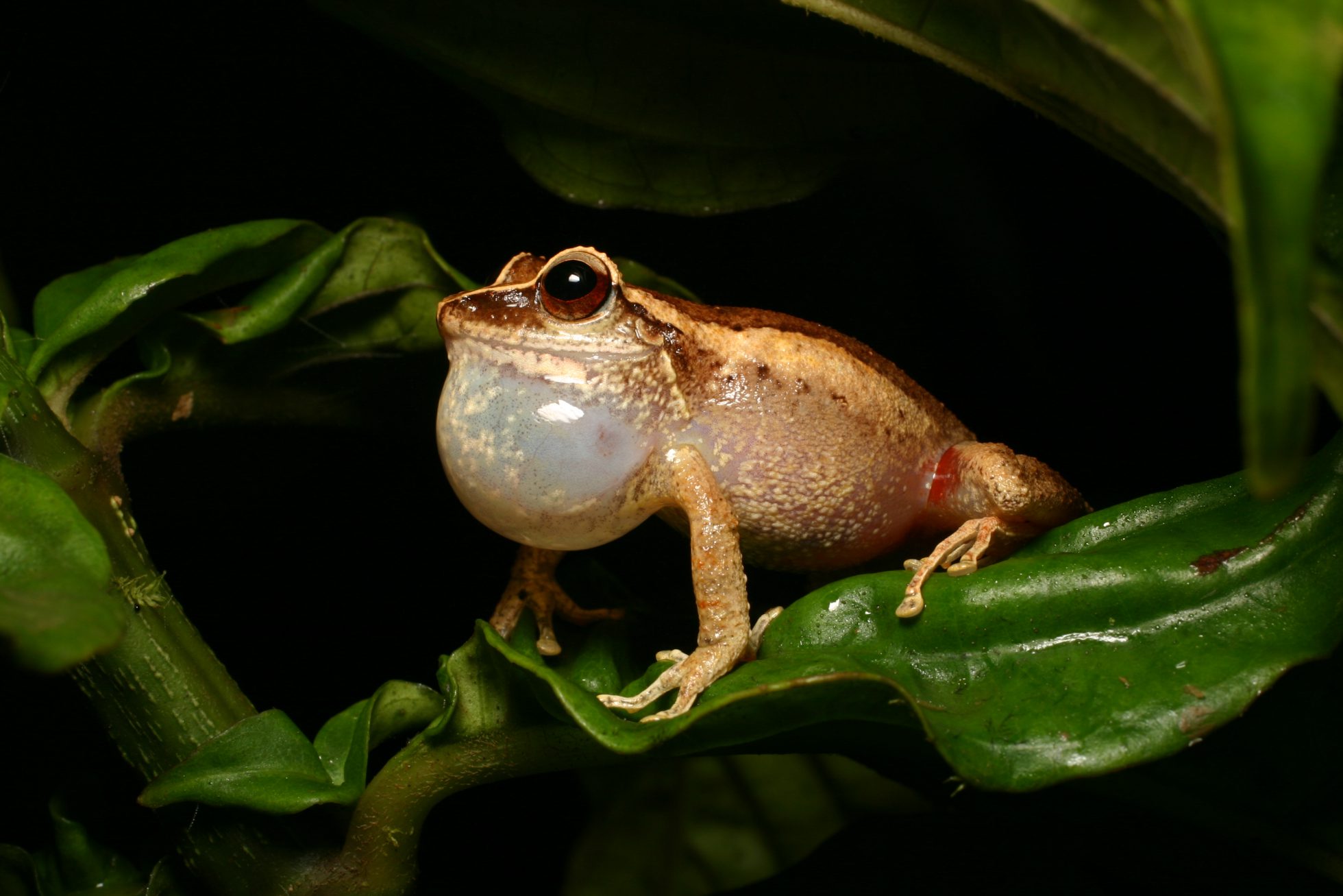 coqui frog on st john, virgin islands