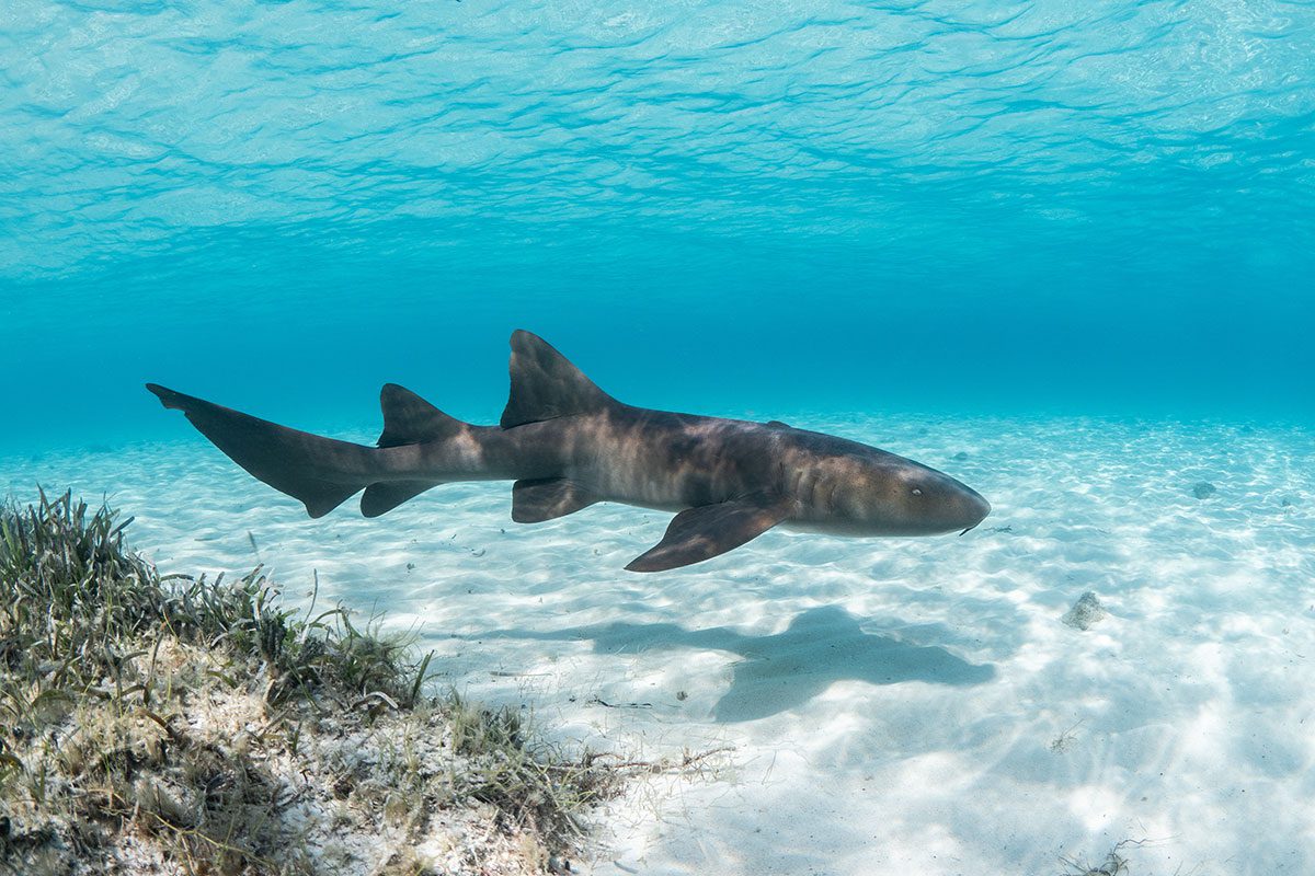 nurse shark in caibbean
