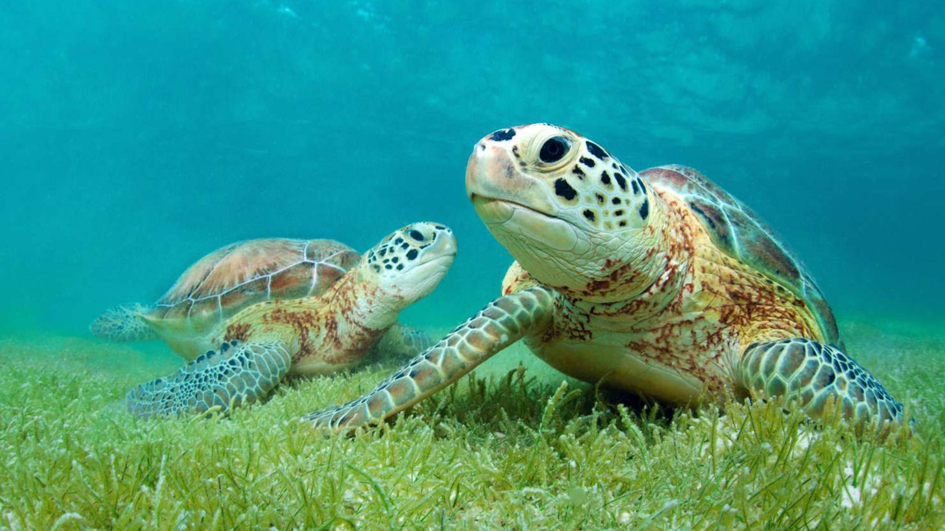 sea turtle virgin islands