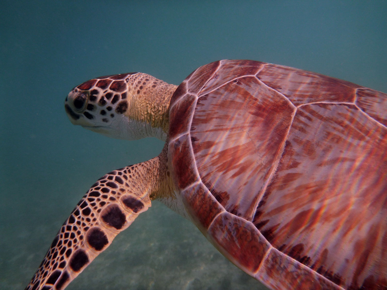 St. John, USVI Snorkeling Sea Turtle